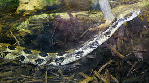 Podivuhodný svět - ZOO v bytě