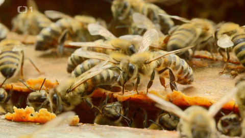 Co naše babičky uměly a na co my jsme zapomněli - Včelí terapie