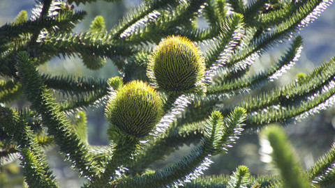 Kořeny života - 3/3 Poslední stanoviště