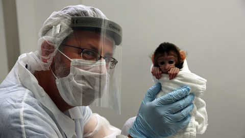 Skrytá tvář evoluce - 3/3 Dědictví po pravěkých primátech