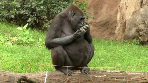 Gorilí povídání - 4/13 O supech