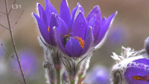 Toulavá kamera - 30. března