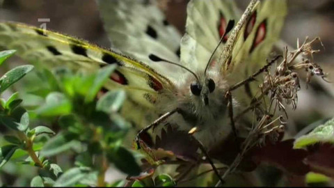Živé srdce Evropy - Jasoň červenooký
