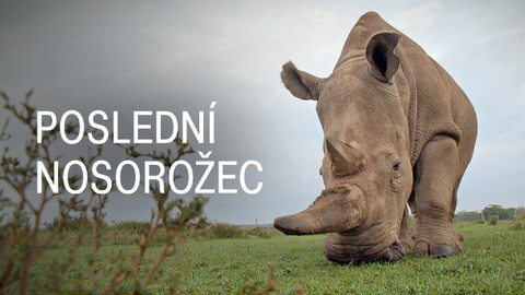 Poslední nosorožec