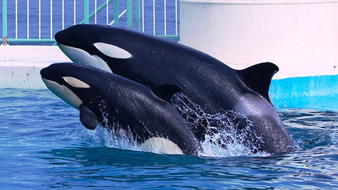 Příběhy zvířecích miminek - Epizoda 17/28