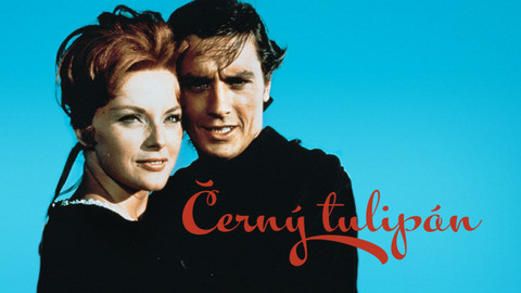 Černý tulipán