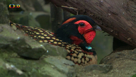 Terčin zvířecí svět