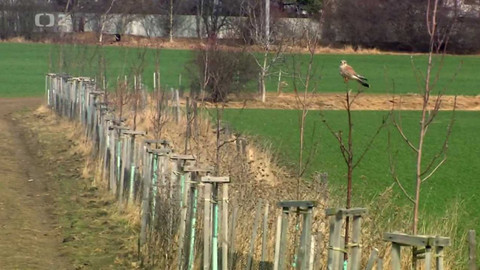 Nedej se! - Rozkvetlý Rezekvítek