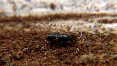 Minuty z přírody - Lýkožrout smrkový