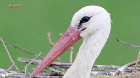 Frnk z hnízda - Epizoda 10/13