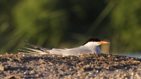 Příběhy z přírody - 4/6 Naříkající rybář