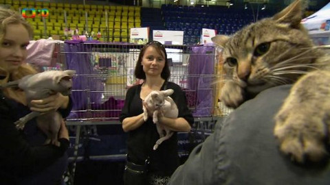 Kocour Mour poznává své příbuzné - Epizoda 12/8