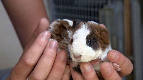 Zoománie - Epizoda 15/17