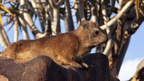 Africká abeceda - D – daman