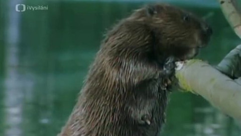 Toulavá kamera - 12. listopadu 2006