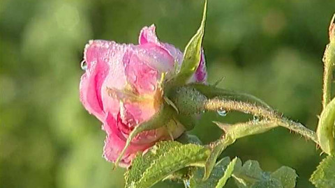 Objektiv - 25. července 2004