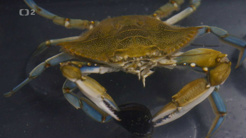 Dobrodružství vědy a techniky - Invaze modrých krabů