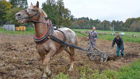 Malá farma - Pole, políčko