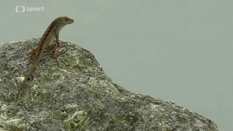 PGA Tour - Arnold Palmer Invitational