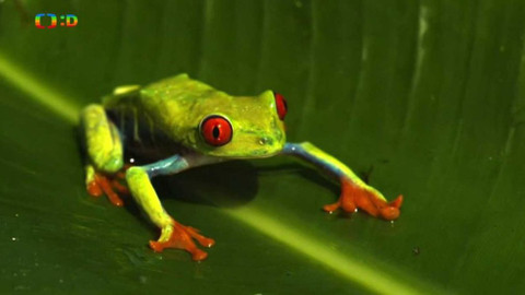 Vynalézáme s přírodou - Epizoda 6/13