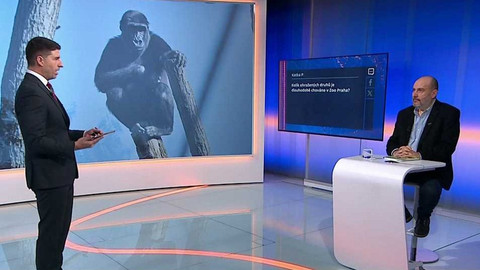 90’ ČT24 - Gorilí mládě v Zoo Praha je samička. Jak se daří zachraňovat ohrožené druhy?