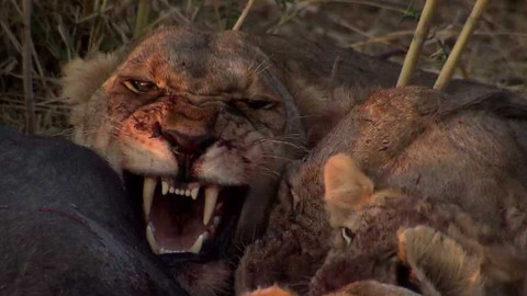 Dobrodružství vědy a techniky - Lvi - výzvy života v tanzanské savaně