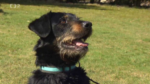 Chcete mě? - Chcete je?