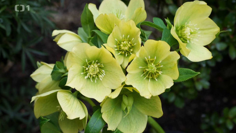 Polopatě - 16. března