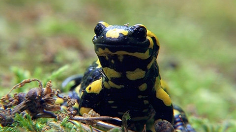 Přežili rok 2000 - 3/6 Skrytý život mloků