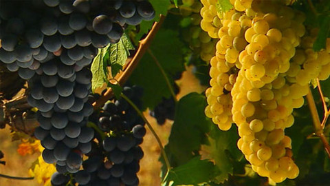 Putování za vínem - 14/16 Chorvatsko – vnitrozemí a Istrie