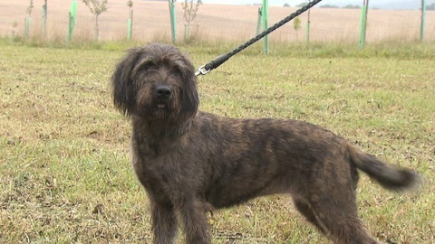 Chcete mě? - Chcete je?