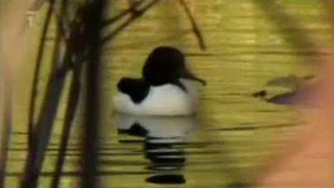 Živé srdce Evropy - Morčák velký