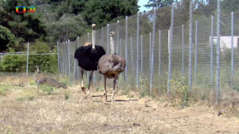 Atlas zvířat - Atlas zvířat