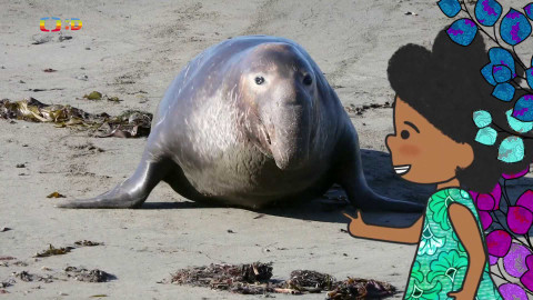 Velká kniha o zvířátkách - Epizoda 32/52