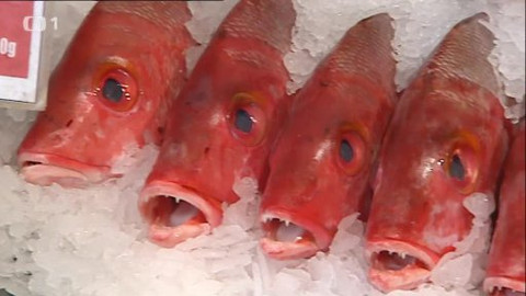 Černé ovce - 11. prosince 2013