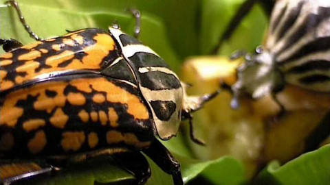 Chovatelé exotického hmyzu