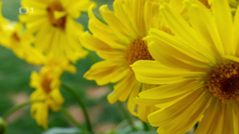 Polopatě - 20. dubna