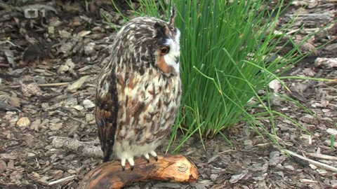 Toulavá kamera - 11. července 2021