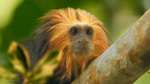 Velká putování malých živočichů - 2/3 Přežít