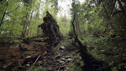 Nedej se! - Paměť pralesa