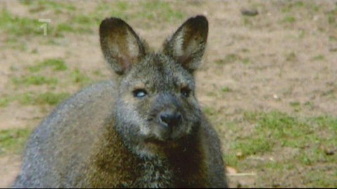 Mezi námi zvířaty - 7. června 2008