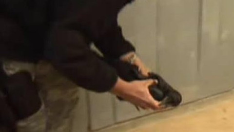 Nedej se! - Pytláci bez postihu?