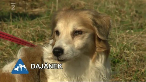 Chcete mě? - Chcete je?