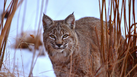 Narozeni ve Skalnatých horách - 2/2 Dospívání