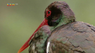 Terčin zvířecí svět