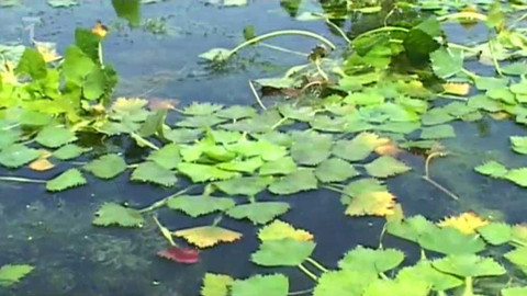 Živé srdce Evropy - Kotvice plovoucí