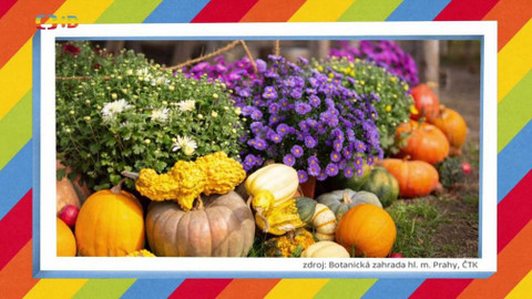 Tamtam - 17. října 2020