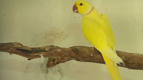 Týden v regionech (Brno) - 7. listopadu 2020