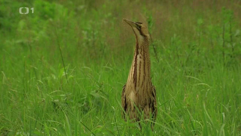 Živé srdce Evropy - Bukač velký