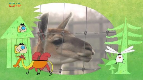 Náš zvěřinec - Lamy z Lánů